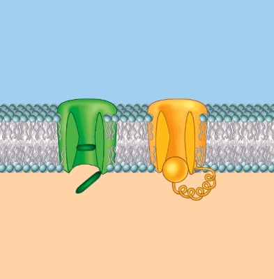 The channels shown here are:   A)  ligand gated B)  voltage gated C)  mechanically regulated D)  temperature regulated