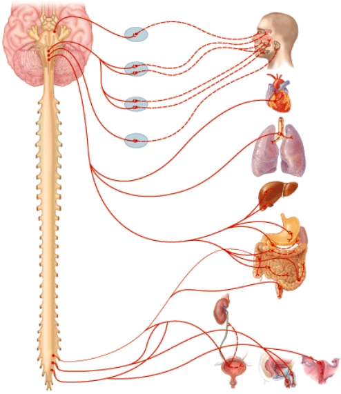 This figure illustrates the __________ nervous system.  