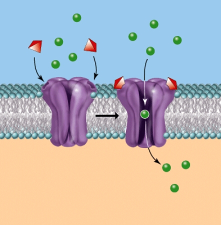 The following figure illustrates a __________ ion channel.  