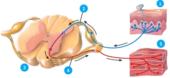 Name the components of a reflex arc and briefly explain the function of each.  