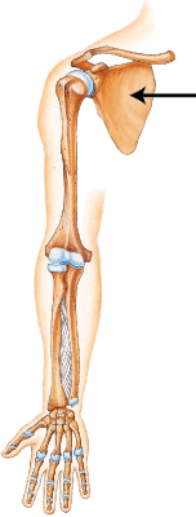 Which bone is indicated by the arrow?   A)  Clavicle B)  Scapula C)  Humerus D)  Radius