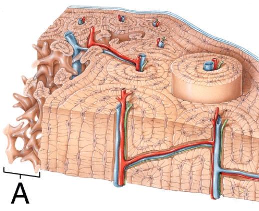 What kind of bone structure is labeled A?   A)  Spongy B)  Compact C)  Osteocyte D)  Periosteum