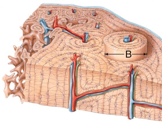 What is the name of the structure labeled B?   A)  Central canal B)  Periosteum C)  Osteon D)  Compact bone