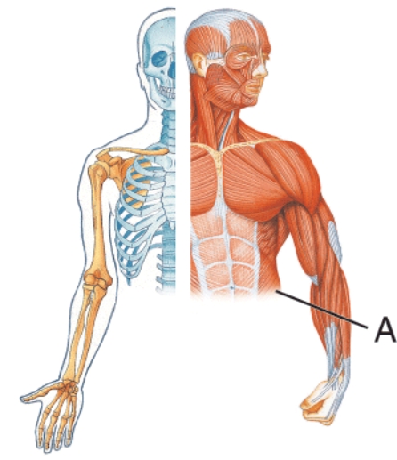 Identify muscle A.   A)  Latissimus dorsi B)  Rectus abdominis C)  External oblique D)  Linea alba