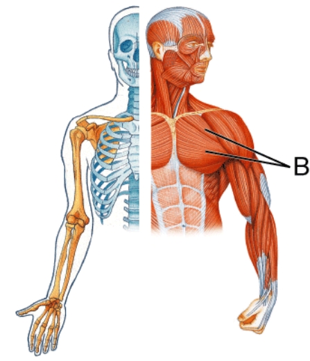 Identify muscle B.   A)  Pectoralis major B)  Latissimus dorsi C)  Deltoid D)  Trapezius