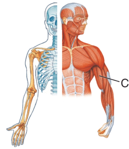Identify muscle C.   A)  Brachialis B)  Biceps brachii C)  Brachioradialis D)  Triceps brachii