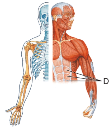 Identify muscle D.   A)  External oblique B)  Internal oblique C)  Linea alba D)  Rectus abdominis