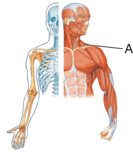 Identify muscle A.   A)  Deltoid B)  Trapezius C)  Scalenes D)  Teres major