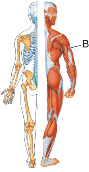 Identify muscle B.   A)  Deltoid B)  Trapezius C)  Latissimus dorsi D)  Sternocleidomastoid