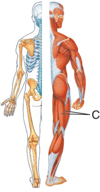 Identify muscle C.   A)  Gastronemius B)  Biceps femoris C)  Pectineus D)  Gluteus medius