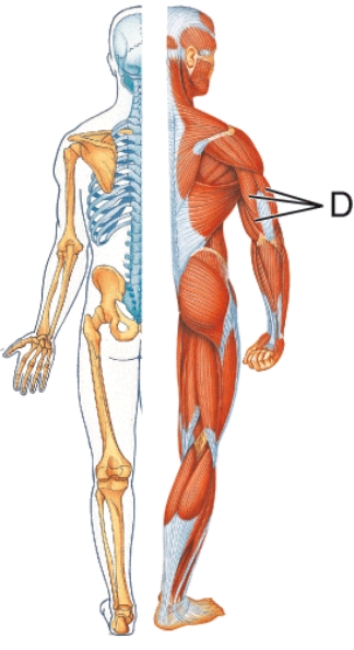 Identify muscle D.   A)  Deltoid B)  Anconeus C)  Triceps brachii D)  Biceps brachii