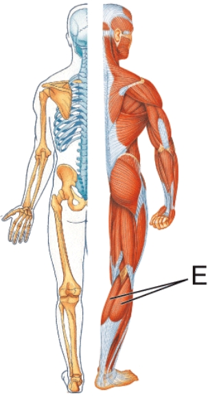 Identify muscle E.   A)  Soleus B)  Tibialis anterior C)  Gastrocnemius D)  Triceps brachii
