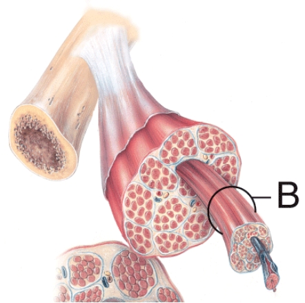 Which structure is labeled B?   A)  Fascicle B)  Muscle fiber C)  Myofilament D)  Myofibril