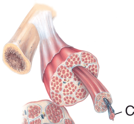 What is the name of the structure labeled C?   A)  Endomysium B)  Myofibril C)  Muscle fiber D)  Myofilament