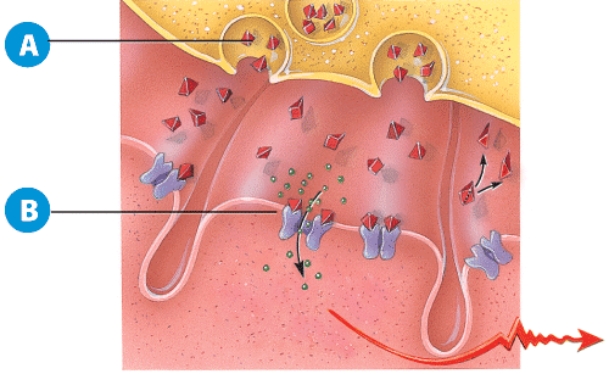 Regarding label A, why is this vesicle fusing with the cell's membrane?   A)  This is an example of endocytosis. B)  This is a lysosome releasing digestive enzymes. C)  An impulse has arrived at the neuromuscular junction. D)  The muscle has already finished contraction.