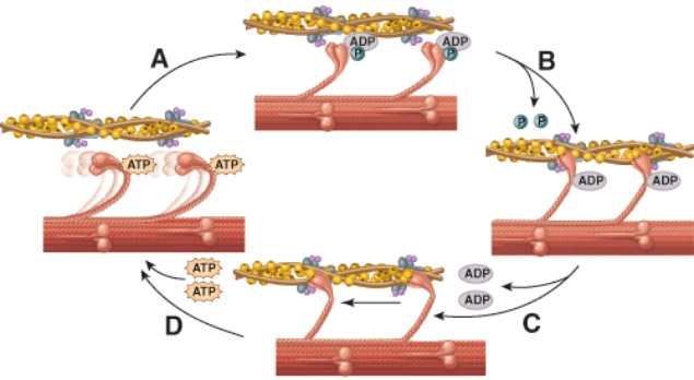What is happening during the process labeled A?   A)  Myosin links to actin B)  Fresh ATP causes release of myosin C)  Power stroke D)  Calcium has caused the binding site on actin to be revealed