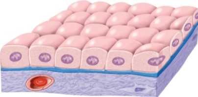 What would this type of epithelium be called?   A)  Simple cuboidal B)  Simple columnar C)  Simple squamous D)  Stratified squamous