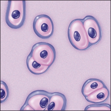 What type of connective tissue is this?   A)  Elastic cartilage B)  Areolar connective tissue C)  Hyaline cartilage D)  Adipose tissue