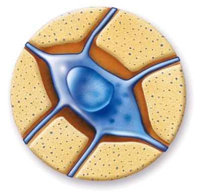 What is the name of the tissue where you would find this?   A)  Bone B)  Hyaline cartilage C)  Skeletal muscle D)  Nervous
