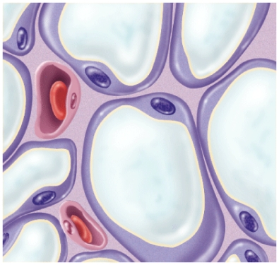 What is the name of this connective tissue?   A)  Adipose tissue B)  Bone tissue C)  Dense regular connective tissue D)  Smooth muscle