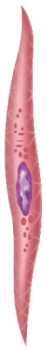 Where would you find this type of muscle fiber?   A)  Attached to bone B)  In the digestive tract C)  As part of the biceps brachii muscle D)  In the heart