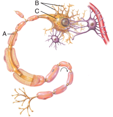 What does part A of the neuron do?   A)  Transmits impulses B)  Contains the nucleus and other organelles C)  Receives impulses D)  Supports the neuron