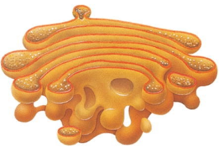 Name the structure in this illustration.   A)  flagella B)  golgi C)  centrioles D)  lysosome
