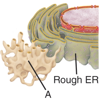 The obvious structural difference between the two structures shown below is:   A)  the lack of ribosomes on A. B)  the lack of ribosomes on B. C)  the lack of lipids on A. D)  the lack of lipids on B.