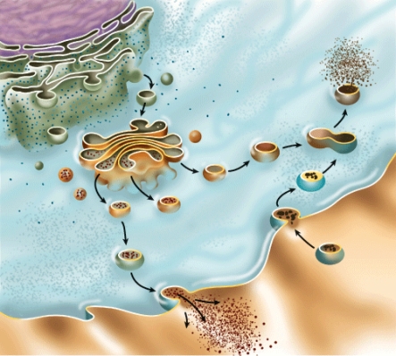What is the name of the process shown in this figure?   A)  Active transport B)  Facilitated diffusion C)  Osmosis D)  Diffusion