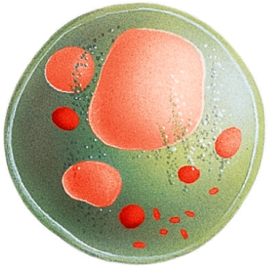 The organelle shown below often functions in what process?   A)  Protein production B)  Digestion C)  Support D)  Lipid synthesis