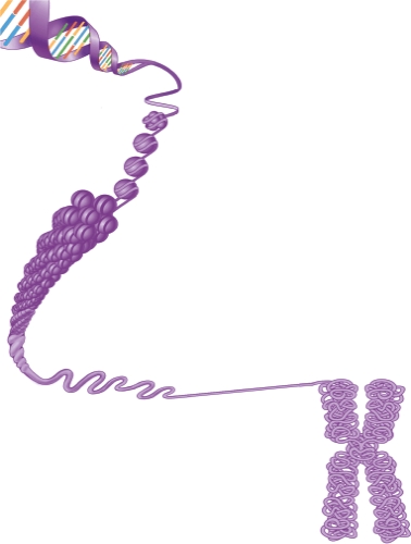 The structure below can be found in which organelle?   A)  Nucleus B)  Golgi complex C)  Smooth endoplasmic reticulum D)  Centrioles