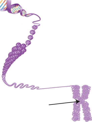 The arrow is pointing to the region where the two chromosome arms are held together. This is referred to as the ______.   A)  spindle apparatus. B)  cleavage furrow. C)  chromatin. D)  centromere.