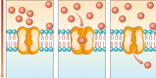 What process is shown in the diagram below?   A)  Osmosis B)  Active transport C)  Facilitated diffusion D)  Exocytosis