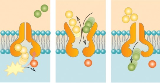 What process is shown in the diagram below?   A)  Osmosis B)  Active transport C)  Facilitated diffusion D)  Exocytosis