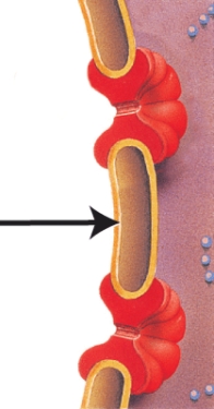 In the diagram below, what structure is indicated by the arrow?   A)  Chromatin B)  Nuclear pore C)  Nuclear envelope D)  Nucleolus