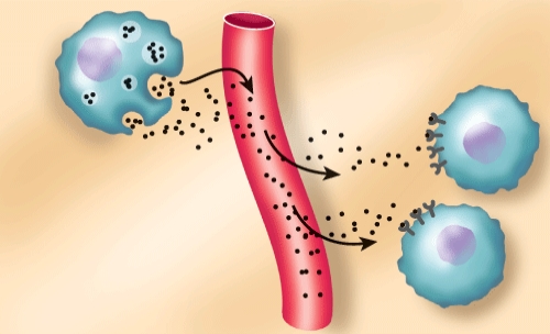 The signaling compound shown in the figure is a:   A)  paracrine. B)  autocrine. C)  hormone. D)  apoptosis.
