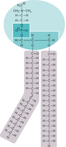 Which type of organic molecule is pictured here?   A)  Carbohydrate B)  Lipid C)  Nucleic acid D)  Protein
