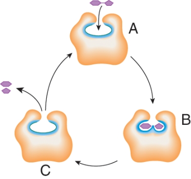 What does the letter C represent in this diagram?   A)  Enzyme B)  Product C)  Substrate D)  Acid