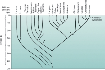 Using the illustration of the human family tree, we see that humans are most closely related to:   A)  new world monkeys. B)  orangutans. C)  old world monkeys. D)  lemurs.