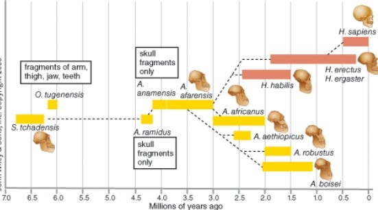 The fossil record shows that the common ancestor of<i> H. erectus</i> and <i>H. habilis</i> is:   A)  A. africanus. B)  H. sapien. C)  A. afarensis. D)  A. robustus.