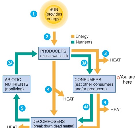 What is occurring at step 2?   A)  Sunlight is providing energy to the ecosystem. B)  Heat is being recycled by the ecosystem. C)  Non living factors are obtaining chemicals. D)  Producers are decomposing.