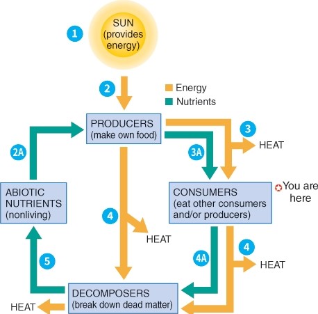 Where do humans fit into the ecosystem?   A)  Abiotic nutrients B)  Consumer C)  Producers D)  Decomposers