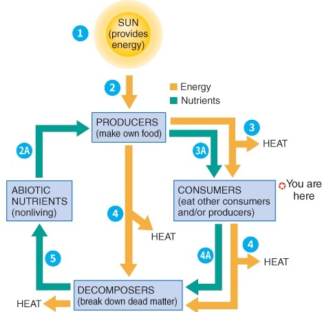 Which level in the process diagram represents chemical cycling only?   A)  Consumer B)  Producer C)  Decomposer D)  Abiotic Nutrients