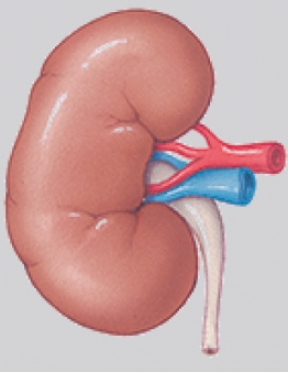 The system in the illustration functions to:   A)  receive and process information. B)  regulate long term changes. C)  cycle nutrients through the body. D)  maintain fluid balance and purification.
