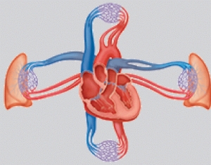 The system in the illustration functions to:   A)  provide support and movement. B)  perpetuate the species. C)  pump nutrients, oxygen, carbon dioxide, and chemical messengers throughout the body. D)  cycle gases into and out of the body.