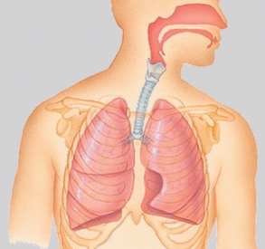 The system in the illustration functions to:   A)  provide support and movement. B)  perpetuate the species. C)  pump nutrients, oxygen, carbon dioxide, and chemical messengers throughout the body. D)  cycle gases into and out of the body.