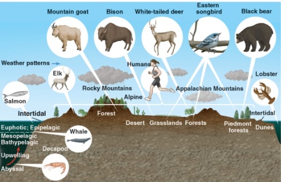 In this picture the animal with the largest biogeographic range is the:   A)  white tailed deer. B)  mountain goat. C)  human. D)  elk.