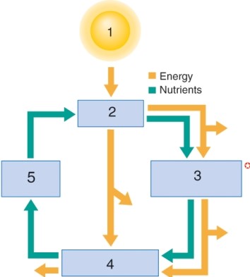 Describe the steps of energy transformation within an ecosystem such as the one in the illustration.  