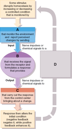 If the Diagram Represented a Feedback Loop for Thermoregulation Which ...