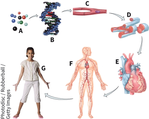 Which hierarchical level is represented by label G?   A)  Atom B)  Molecule C)  Organ system D)  Organism
